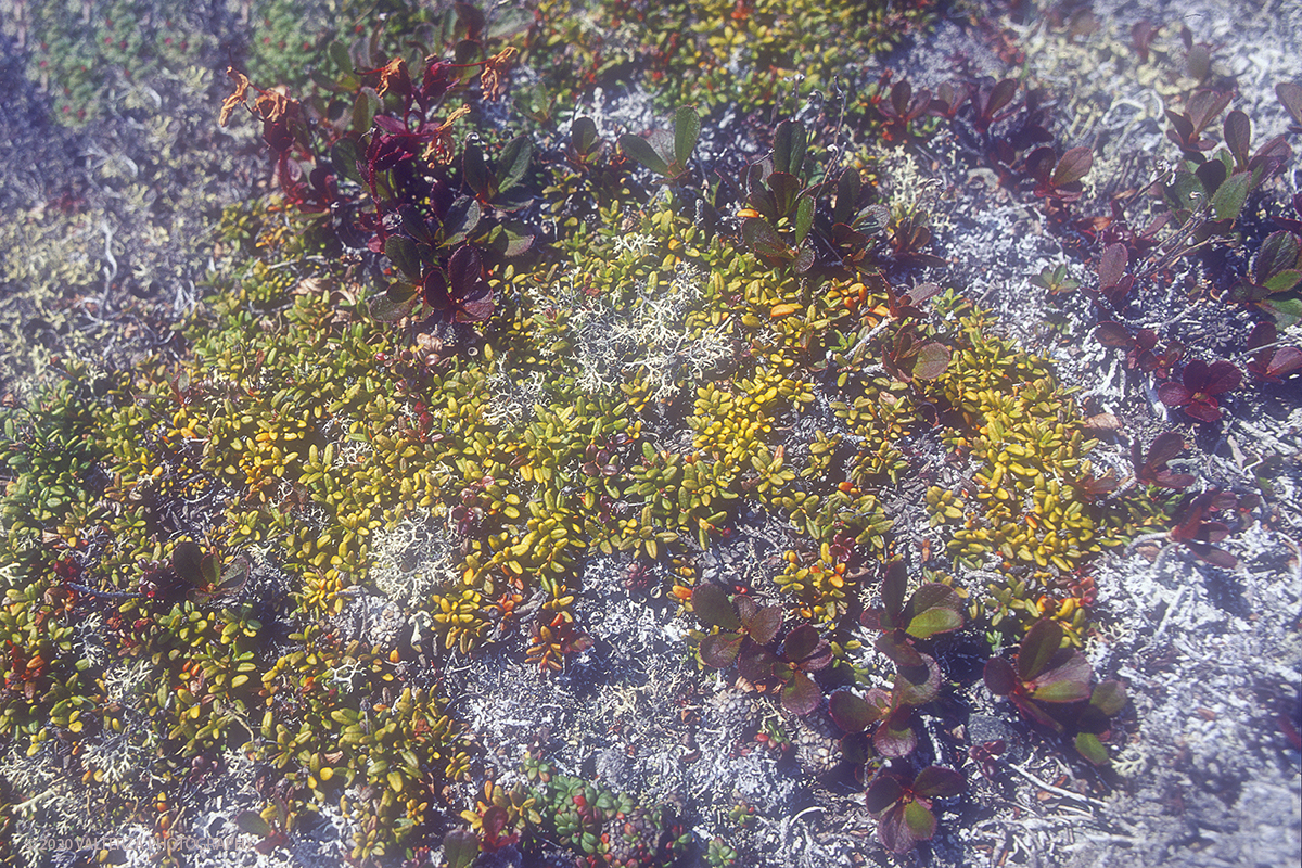 27 SIBERIA.jpg - Luglio/Agosto 1992. Siberia, terra dei Chukchi. Nell'oceano artico  125 Km a nord-est della penisola dei Chukchi (Siberia) c'Ã¨ l'isola di Wrangel, essa ospita piÃ¹ del doppio di specie vegetali (417) di qualsiasi territorio artico a paritÃ  di superficie nonchÃ¨ 30 specie diverse di uccelli oltre ad orsi polari, foche e trichechi ; per questo motivo   Ã¨ stata proclamata patrimonio dell'umanitÃ  dall'UNESCO. Nella foto la vegetazione in miniatura della tundra.